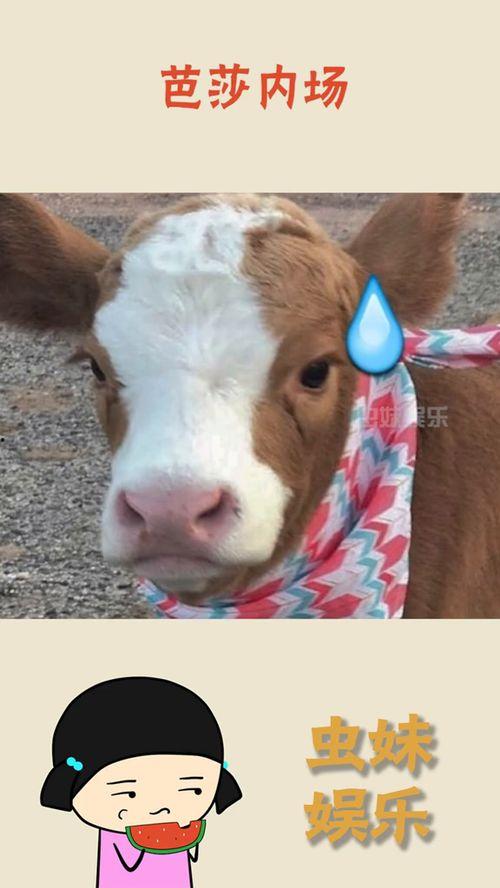 娱乐吃瓜酱猫抢鸡仔,猫界“抢鸡仔”大战,萌态百出! 第2张 娱乐吃瓜酱猫抢鸡仔,猫界“抢鸡仔”大战,萌态百出! 第2张